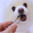 펫츠헬스(수제명가) 이미지