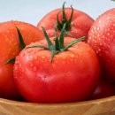여름 면역력에서 다이어트까지 책임지는 강원 토마토 본격 출하 이미지