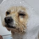 DOG 깨비 이미지