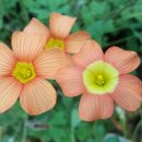 오렌지카 이미지