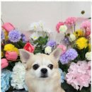 예쁘개 반려견미용샵 이미지