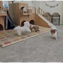 상지유치원 | 구리강아지호텔 안심하고 맡길 수 있는 강아지 유치원 후기