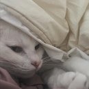 껌딱지펫 이미지