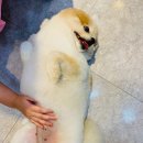 쥬티펫 | 대전애견미용 너무 귀엽게 해주시는 쥬티펫산성점