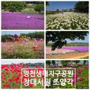 커피베이 영천금호점 | 경북 영천 5월 꽃구경 최대 명소 영천생태지구공원...샤스타데이지 만개 / 창대서원, 조양각 돌아본 후기
