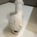 프랑테리 펫푸드 이미지