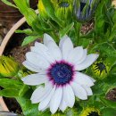 정희네 들꽃이야기 이미지