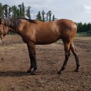 송마목장 이미지