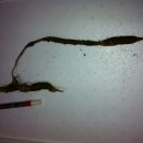 도마1리 이미지