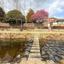 순천 옥천서원 옆 느티나무 | 3월 여행 가볼 만한 곳 추천!!//3월 5일 사운즈옥천 홍매화 현황//3월 8일까지 볼만 해요~.