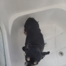 왓츠그루멍 다산 애견미용실 이미지