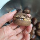 밤이송이농장