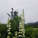 제비네 농장 Daum카페
