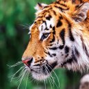 기린반점 이미지