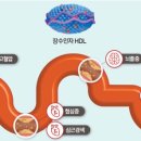 ﻿[건강한 우리집] ‘혈관 청소차’ HDL 콜레스테롤, 수치 높으면 100세 건강 유지 이미지