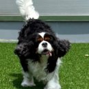 놀러오개 애견유치원 애견호텔 기흥점 이미지