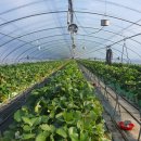 서현수 농장 이미지