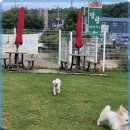 애견카페왕 이미지