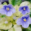 도도버드 이미지