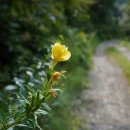 운문골마실길 이미지