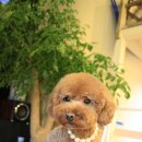 오렌지애견 이미지