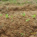 선유농장 이미지