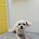 위드독 이미지