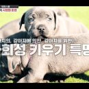 멍멍스쿨 이미지