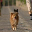 AVC 동물메디컬센터 이미지