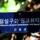 핑크뷰티