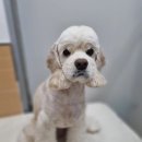 얼바인 동물병원 이미지