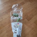 알로카시아 | 🌱🛒 다이소 화분에 뿌리알로카시아 심기 후기 (초보 식물 키우기 도전기)