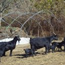 아기염소 이미지