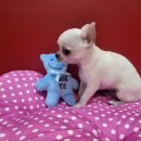 퍼스트 독 앤 캣 이미지