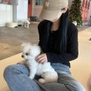 히포코코 이미지