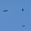 철성고등학교 | 경남 고성 송학동고분군, 해지개 해안 둘레길, 하늘의 제왕 독수리떼의 장관