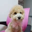 샤워하개 | 안산 샤워하개 후기