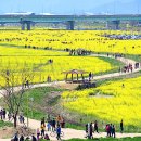 낙동강관리본부 대저생태공원 6 이미지