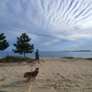 낭만애견 이미지