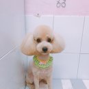 살롱드 꽃개 이미지