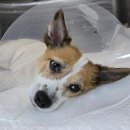 용문조아동물병원 이미지