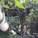 공산성 횡단보도 옆 네이버블로그