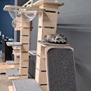 뱅갈온니 이미지