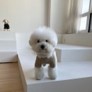 봉주르봉 이미지