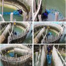 [남해여행]남해바다의 특별한 보물 죽방렴 이미지