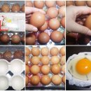 가농상회