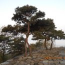 파사성 소나무 이미지