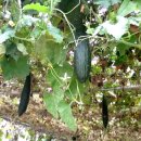 상생농장 이미지