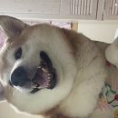 하잉