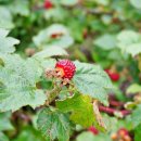 하범곡마을 이미지